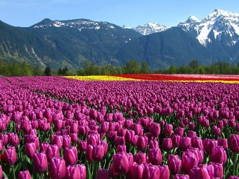 Tulip Garden will open in March