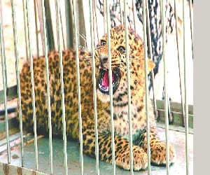 leopard in Chalet