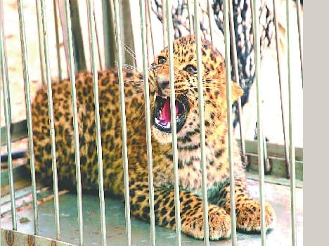 Leopard caught