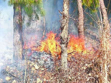 Forest fire