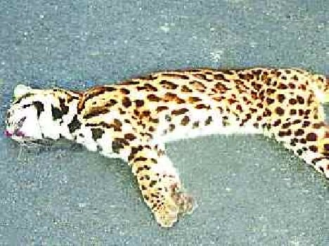 leopard cat died in accident