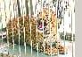 Leopard caught in Tikri