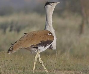 great indian bustard.
