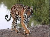 Leopard did Ramdyal attack