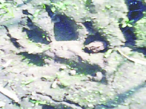 Wild animals in the villages knock Panic