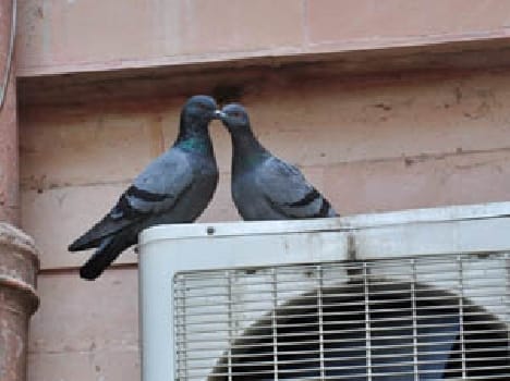 Love could not come out openly