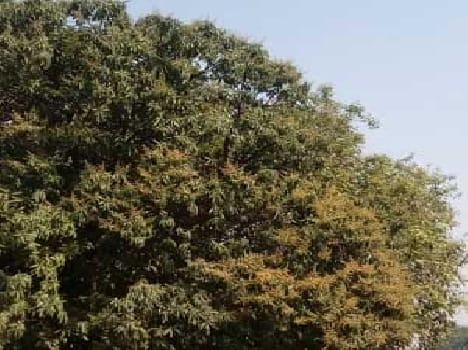 The mango tree glittering in blossom