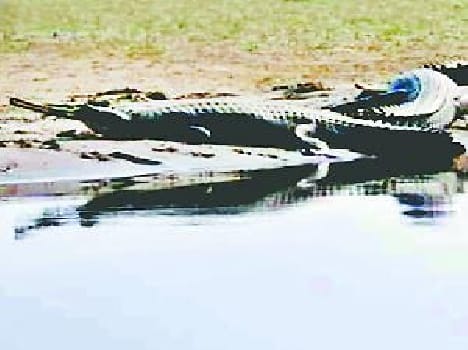 Climate change, alligators kid will will be increased
