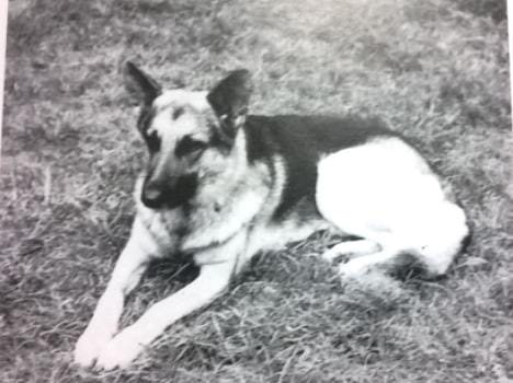 Hero was the first member of dog squad in india.