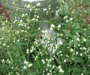 parthenium grass in himalayan range.
