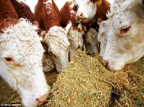 Animals will not hunger in drought