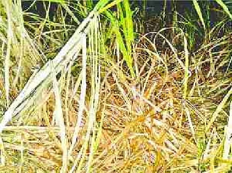 Elephants trample cane and vegetable farm
