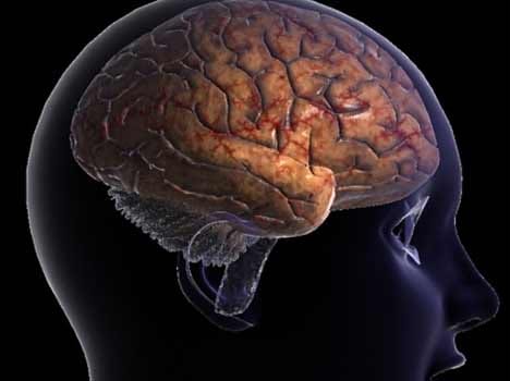 3 d brain developed by indian scientist