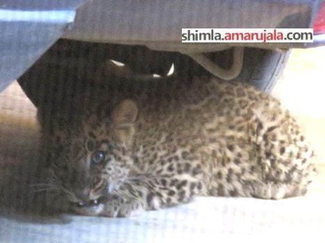 leopard in parking at shimla, see video.