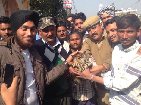 a owl caught in kite string at una.