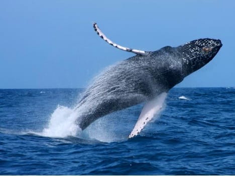 On the ground was moving whale