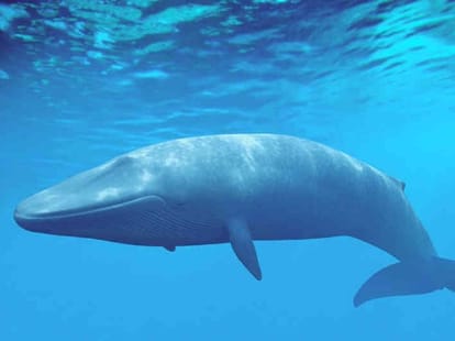 On the ground was moving whale