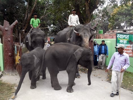 Delivered to the park administration elephant mahout