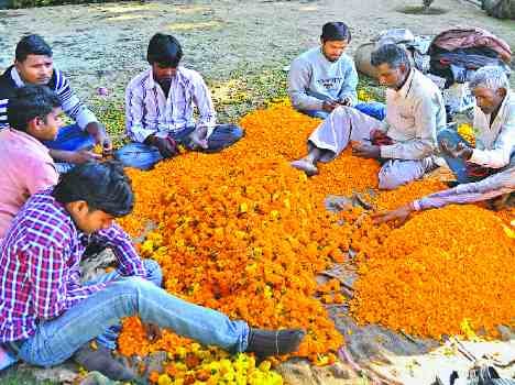 chandigarh rose festival schedule, must visit