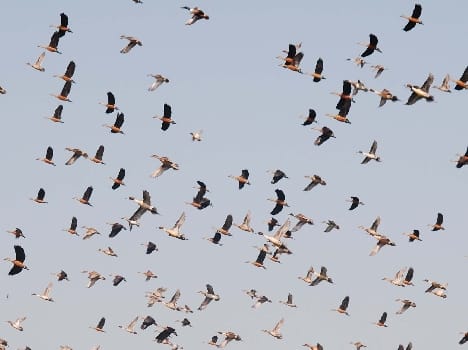 Migratory birds returned to their homeland , had deserted apni nagaria