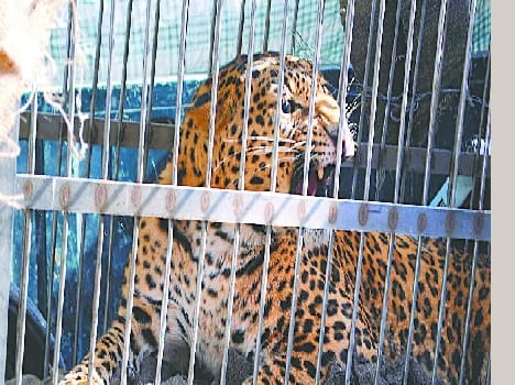 After struggling for 18 hours Catch Leopard
