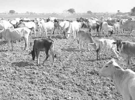 Anna animals not Pursahal district