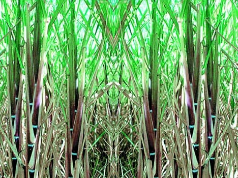 sugar mills declare closure beside cane in fields
