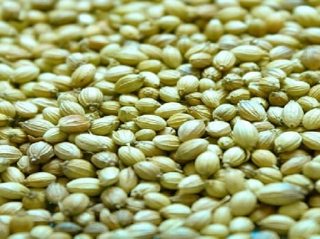 Careful! The city sold the poisonous coriander
