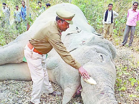 Kaudia forest elephant range hit Treen , died