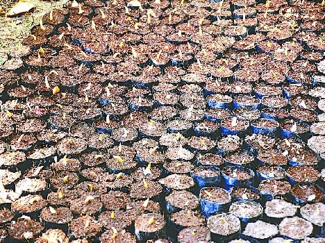 The tulip nursery in Haldwani