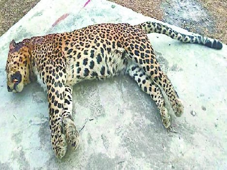 Man-eating Leopard I hit Chaukhutia