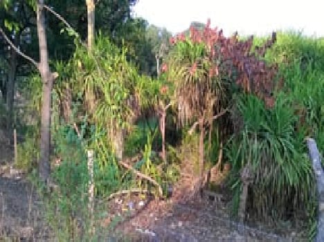 kevra bagh