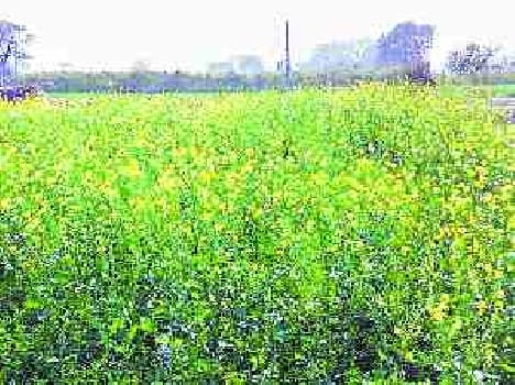 Crop insurance in j&k