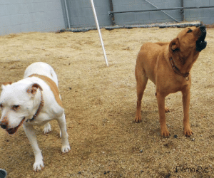 Pet dogs barking occurred organically, loggerheads family.
