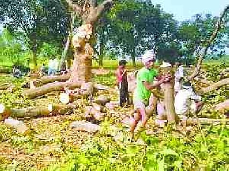without getting permit, cut 50 mango trees
