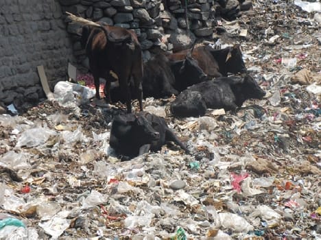 Garbage collection and campaign on a 'break'