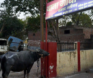 buffalo jumped from the bridge