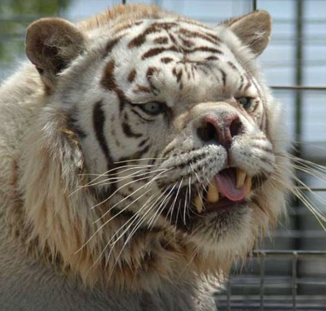 The agency is investigating the murder of tigers