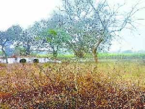 cultivated crop on Devgwan padav