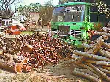 600 quintals wood recovered