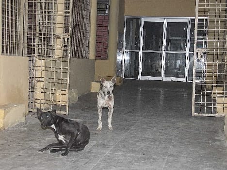 Man's hospital, walking stray animals
