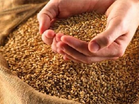 minister, distribute, wheat, start, amritsar
