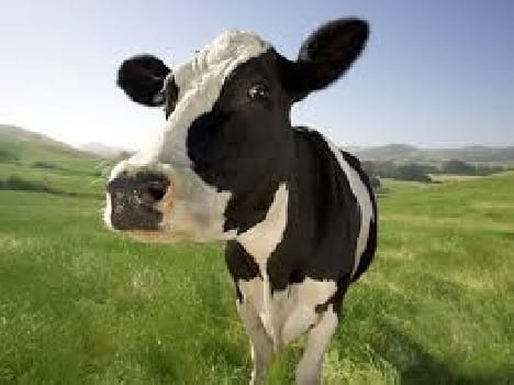 That cows will not milk the rich cattlemen