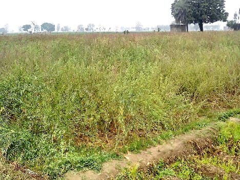 High Temperature will weaken wheat seeds