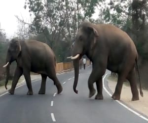 sugarcane allured elephants in haridwar.
