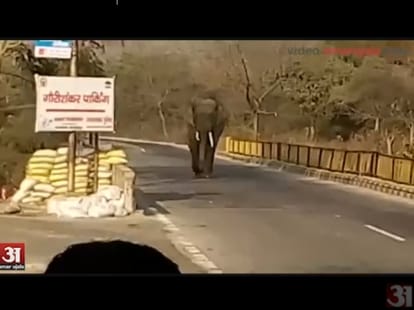 sugarcane allured elephants in haridwar.