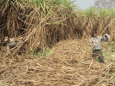 Holly was settled before the sugarcane fields