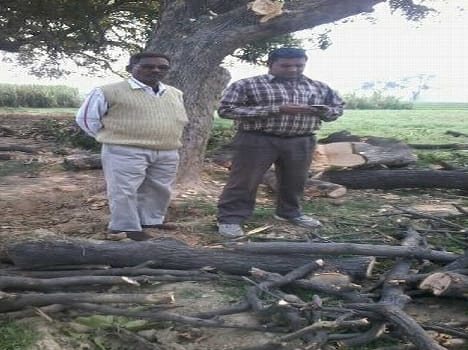 People cut mango orchard Forest department team ran like