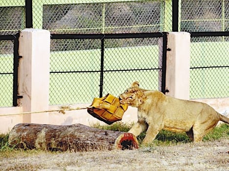 CM lion began to prank 