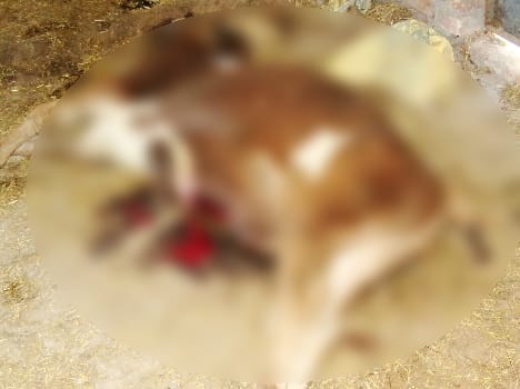 Tension in shimla as ox killing in gausadan. 